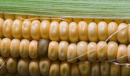 Close-up of Corn