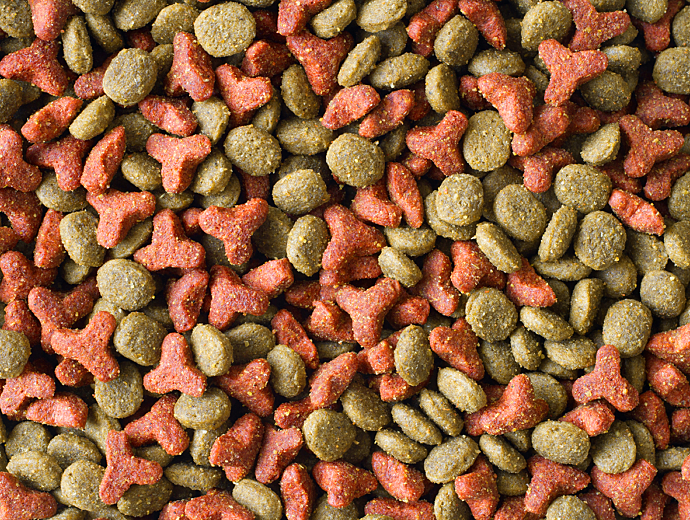 Close-up of dry pet food